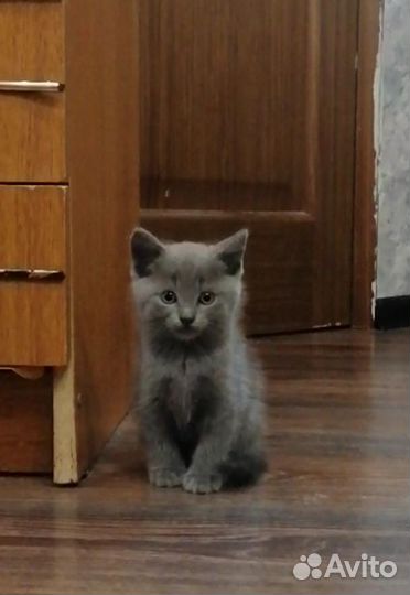 Котята мейн-кун/британцы
