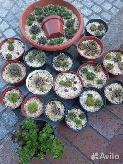 Очиток, молодило