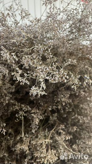 Кермек сухоцвет