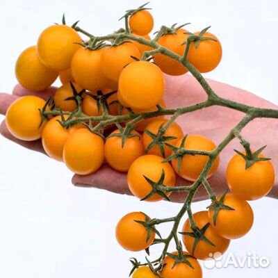 Раппунцель семена