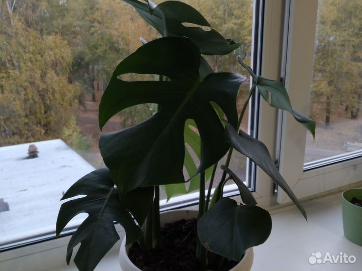 Монстера вариегатная