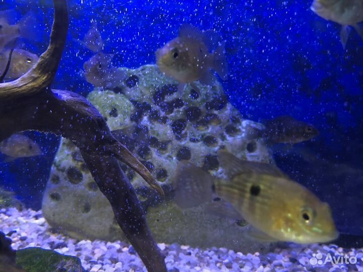 Малавийские цихлиды мальки Лабидохромис Еллоу
