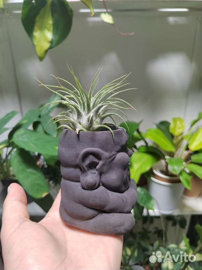 Тилландсия в кашпо Будда