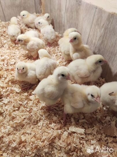 Цыплята бройлеры кобб 500