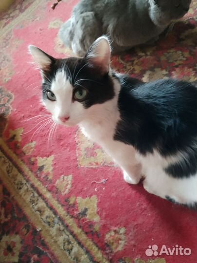 Кошка