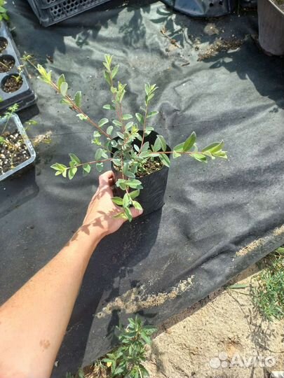 Бересклет, барбарис, Ива нитида