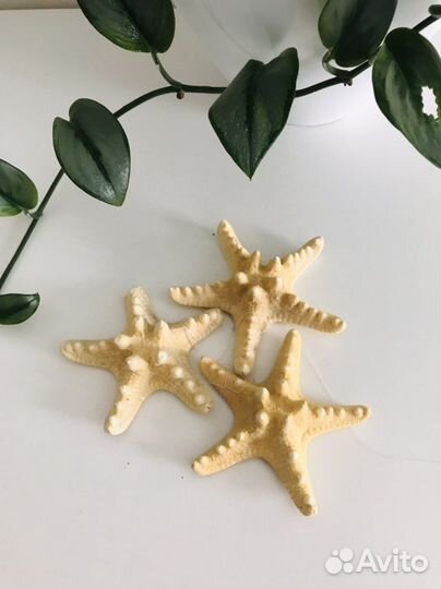 Ракушка морская большая, звезда морская