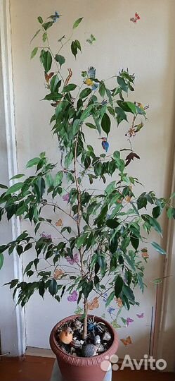 Фикус Бенджамина