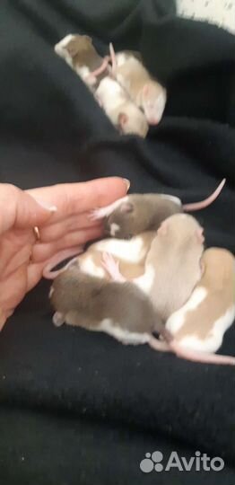 Декоративные крыски