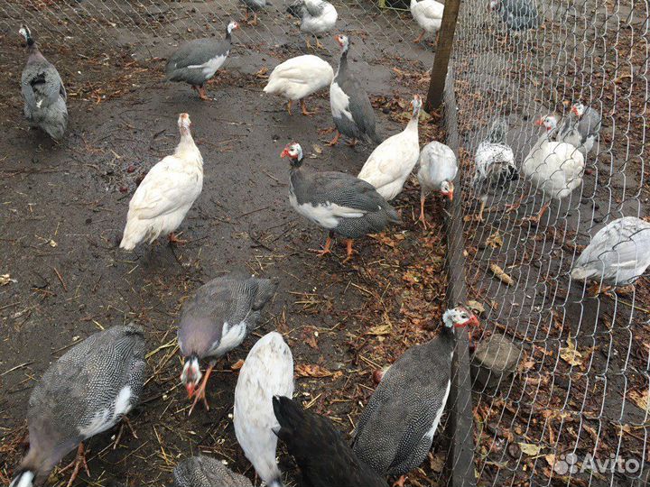 Мясо домашней птицы