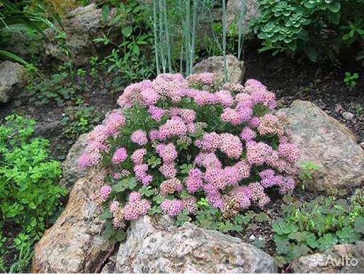 Саженцы спиреи