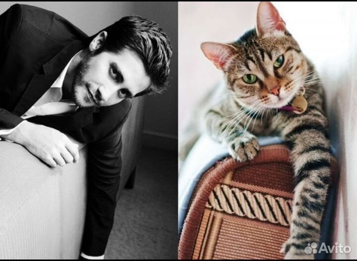 Оставить питомца на всё лето