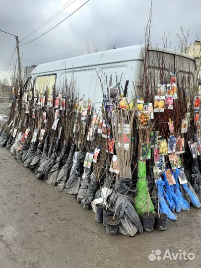 Саженцы плодовых и декоративных деревьев