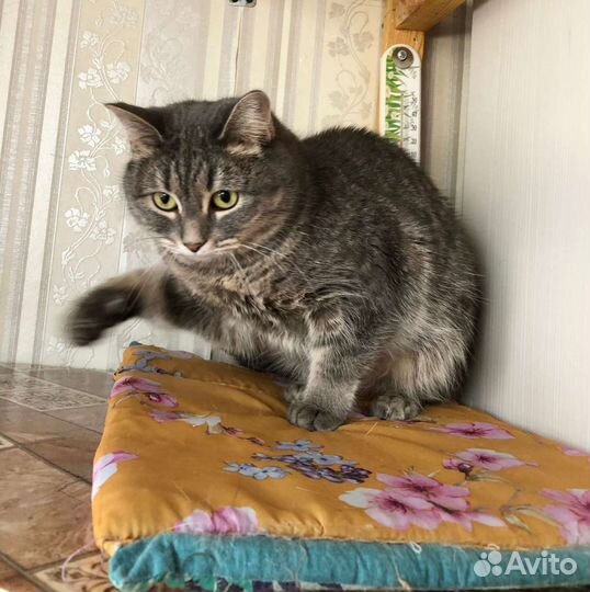 Кошечка в дар