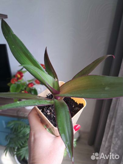 Традесканция рео