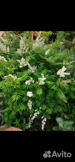 Рябинник - многолетнее растение