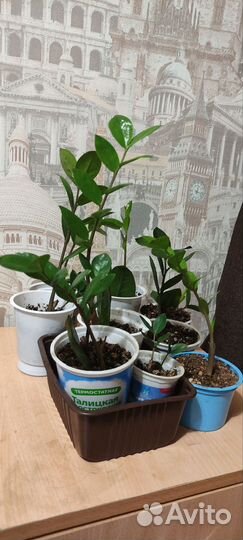 Замиокулькас