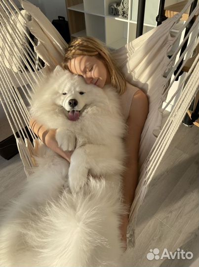 Собака для фотосессии