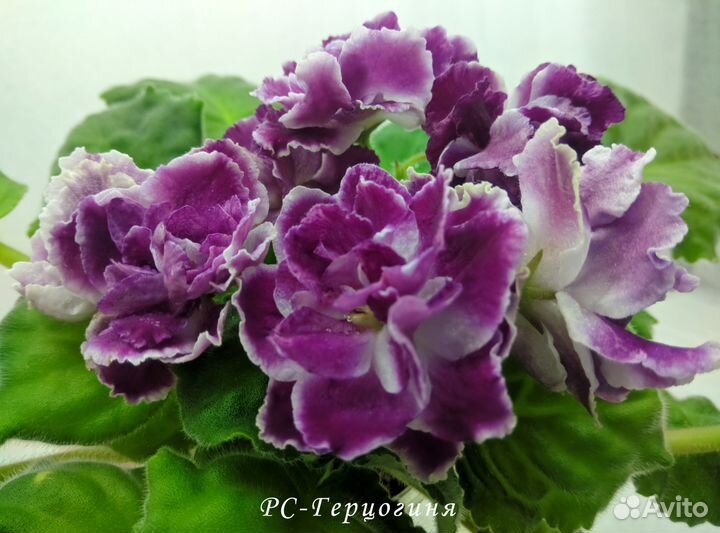 Фиалки сорт