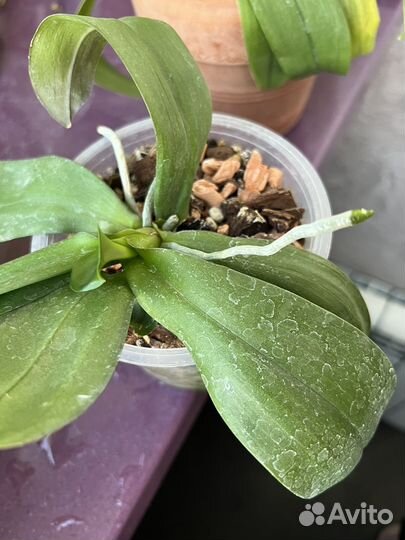 Орхидея фаленопсис