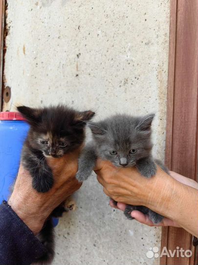 Отдам в добрые руки маленьких котят