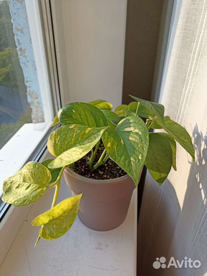 Сциндапсус