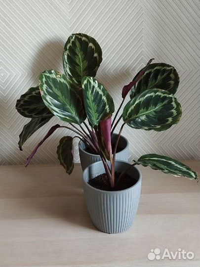 Калатея медальон цветок в горшке