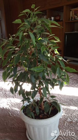Фикус бенджамина