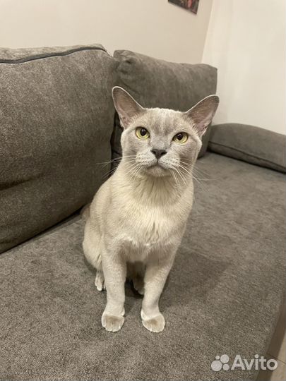 Бурманская