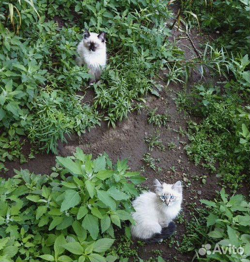 Очень красивые котята