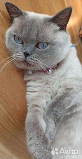 Кошка Тайская ориентальная