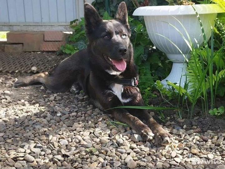 Девочка метис хаски 1.5 года ищет дом