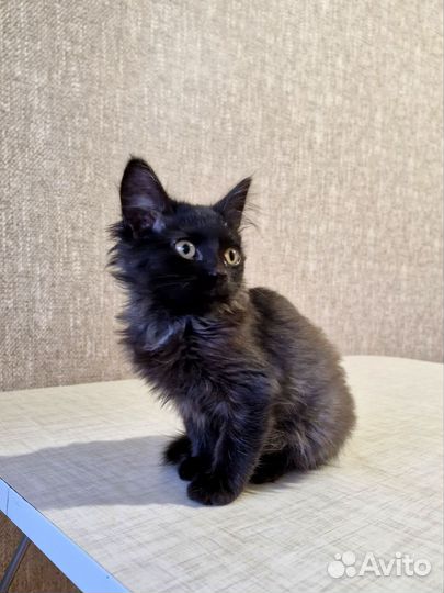 Котята сестренки