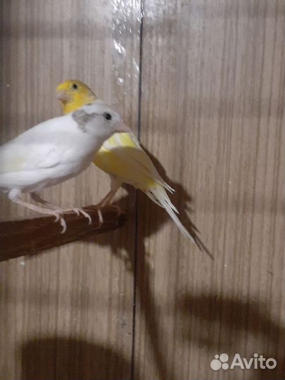 Кенара и канарейки