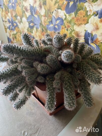 Кактус цветущий