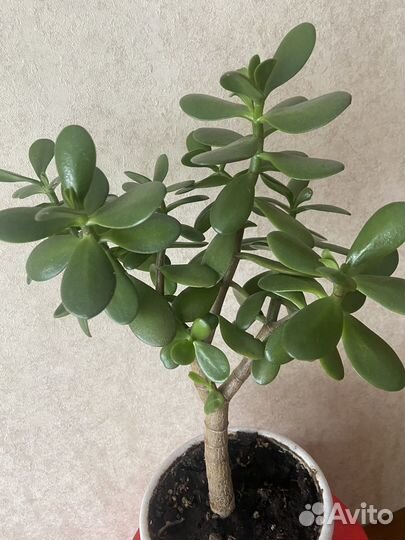 Толстянка(крассула) Денежное дерево