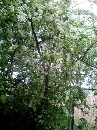 Участок 5 сот. (СНТ, ДНП)