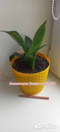 Сансевиерия