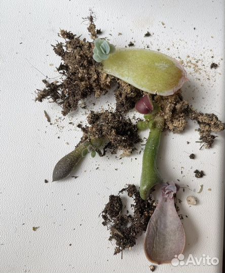 Суккуленты разные