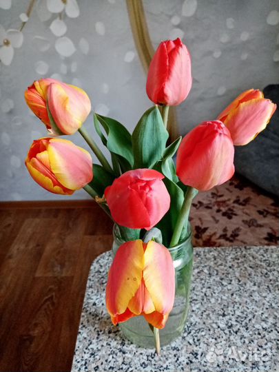 Тюльпаны. Луковицы