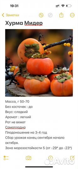 Саженцы плодовых и декоративных растений