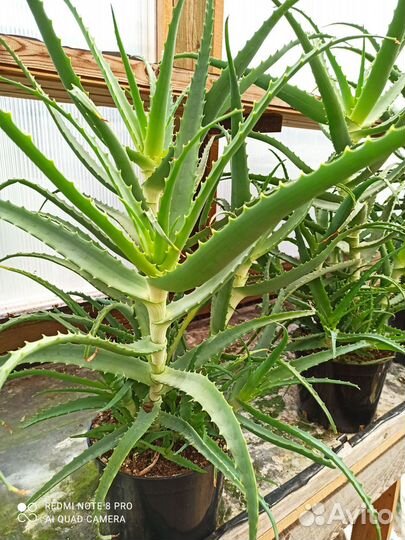 Алоэ столетник