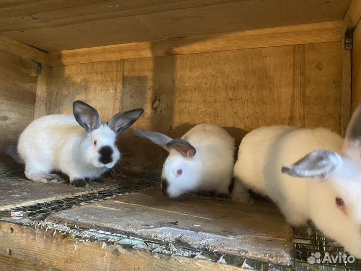 Кролики «Калифорния»