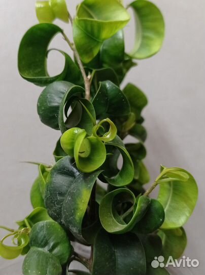 Фикус Барок