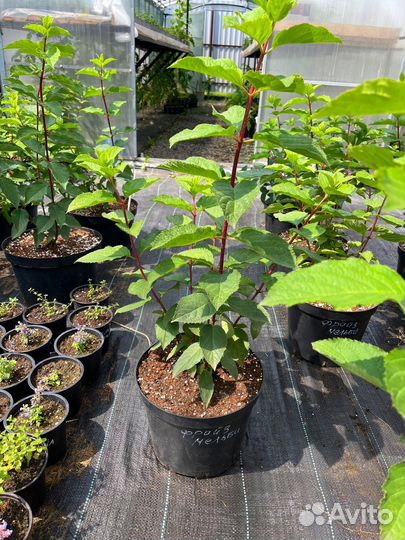 Гортензия метельчатая