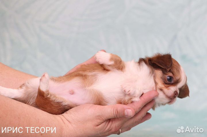 Чихуахуа мини пупсики