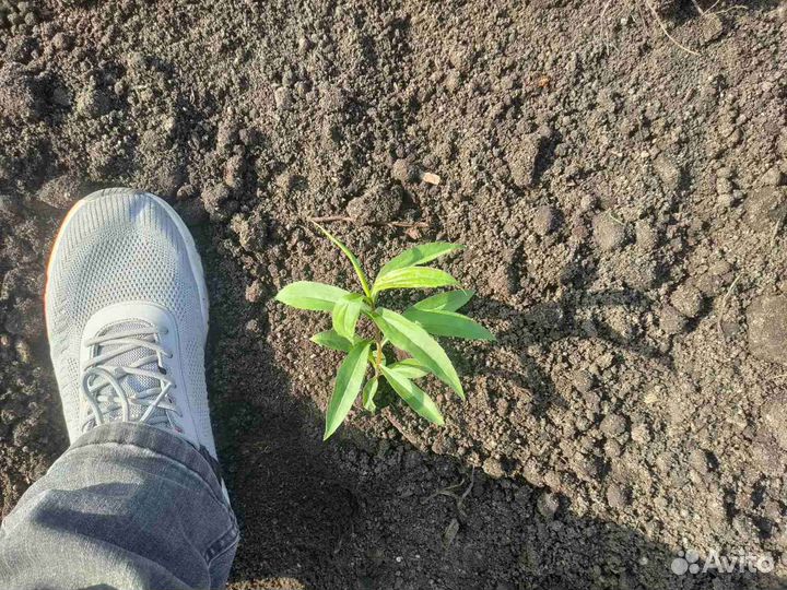 Плодородный и растительный грунт, земля, чернозем