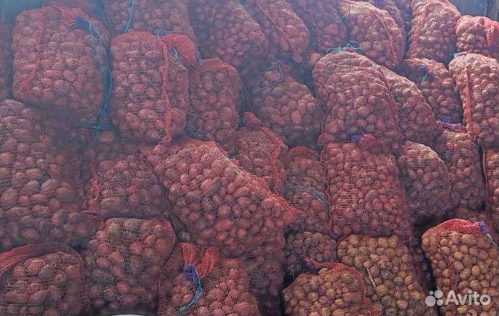 Продам картофель