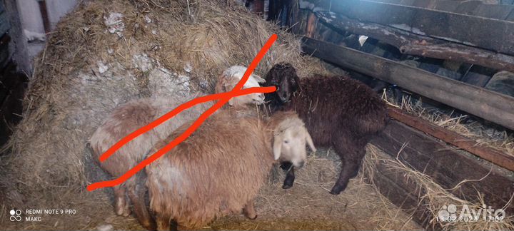 Курдючные баранчики и ярочки