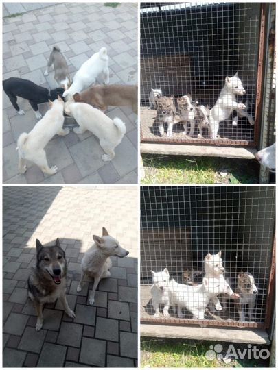 Щенки западно сибирской лайки